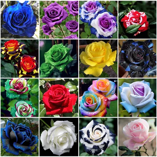 🌹 Rare Rose Seeds – Make your garden shine and grow stunning flowers! 🌼