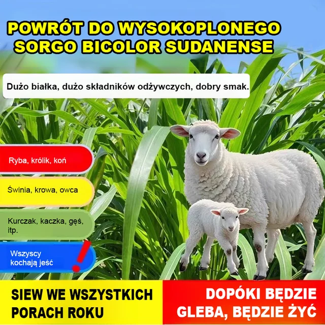 Importowane nasiona trawy paszowej do hodowli kur, bydła, owiec i ryb.