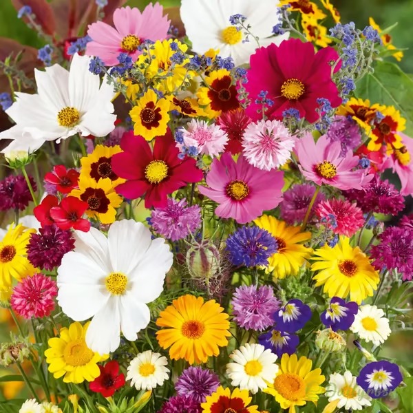🌸🪴 A garden that blooms all year round – plant once and enjoy the cavalcade of colorful flowers! 🦋🐝
