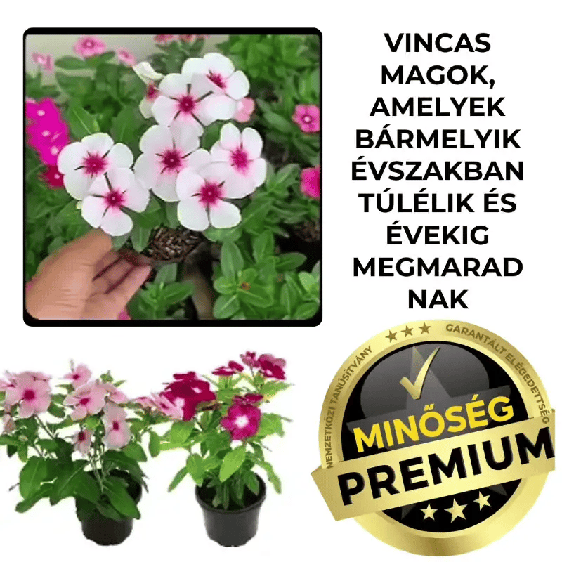 VincaMax ™ Resistant Vinca Seeds