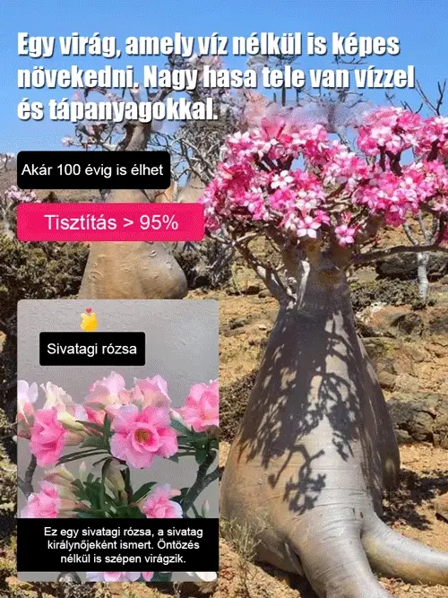 With irrigation, the desert rose bulb flower can live up to 100 years.