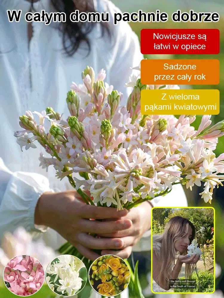 【More fragrant than perfume】The tuberose flowers are fragrant for thousands of kilometers, blooming every year.