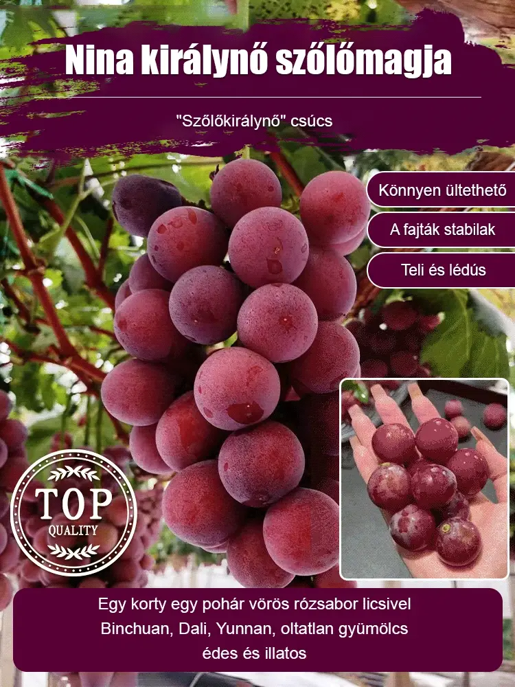 Queen Nina grape seeds, with natural wine flavor