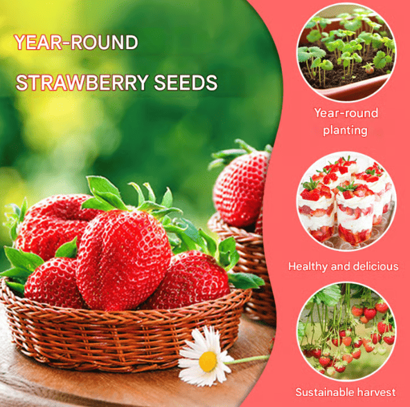 All-year-round strawberry seeds🍓