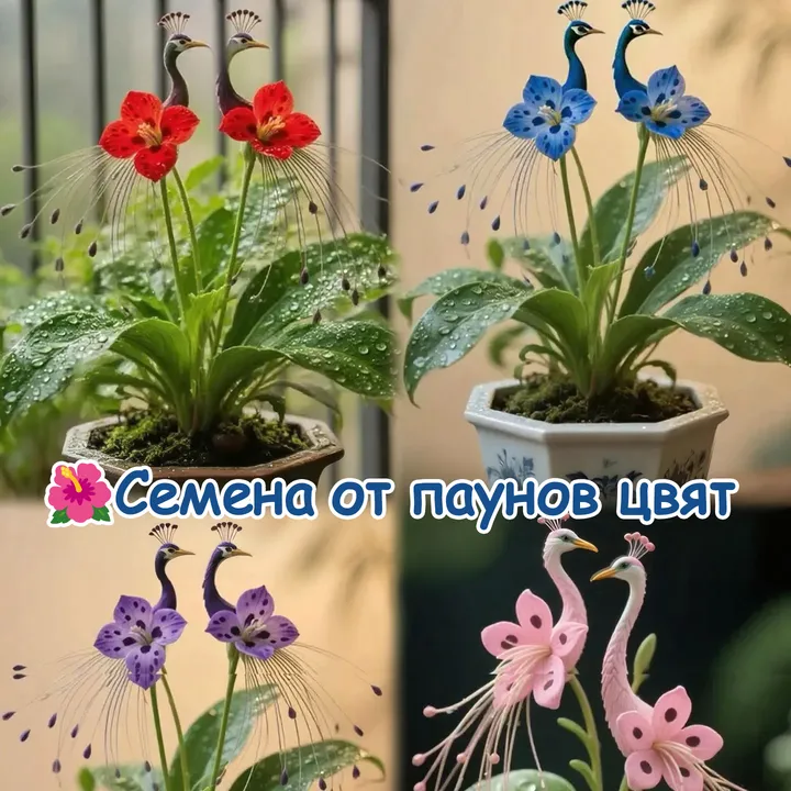 🌸 Rare peacock eye flower seeds – easy to grow, beautiful colors! 🌿