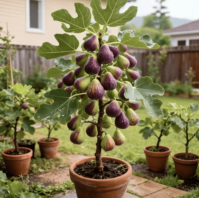 🔥Hot Sale 49% OFF🔥Mission Fig Seeds /sapling(Ficus carica) — Hardy, Easy-to-Grow Perennial Fruit Tree