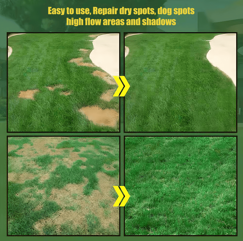 🌱 Immergrünes Zwerggras-Saatgut für vier Jahreszeiten 🌾 | Gestalten Sie hier Ihren perfekten Rasen 🌼