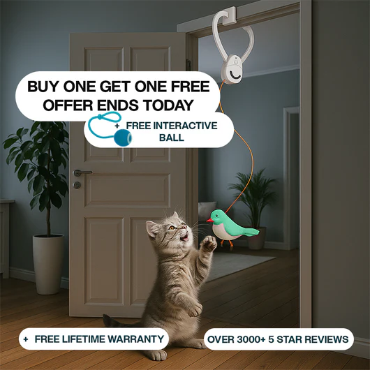 Solve Your Cat's Boredom in Seconds