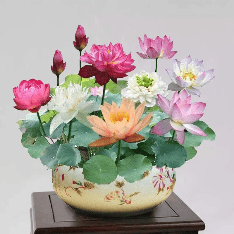 🔥💐The Sacred Bonsai Bowl Lotus Flower Seeds