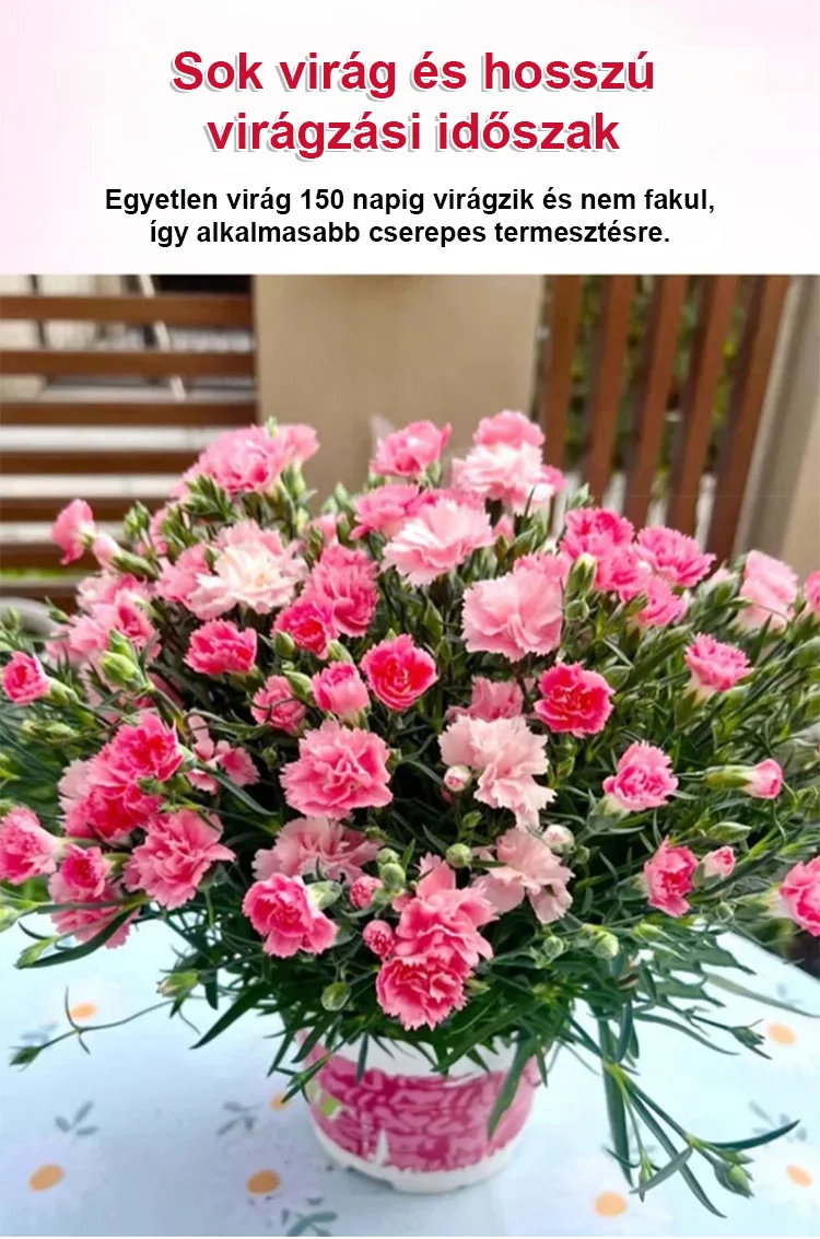 【Blooming all year round】double petal carnation seeds