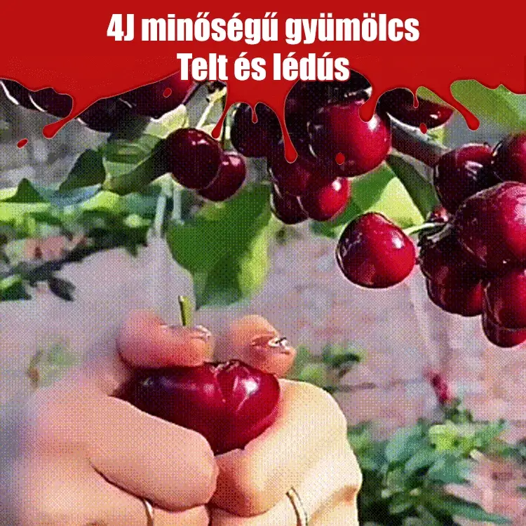 Teljes mértékben importált chilei cseresznye magvak