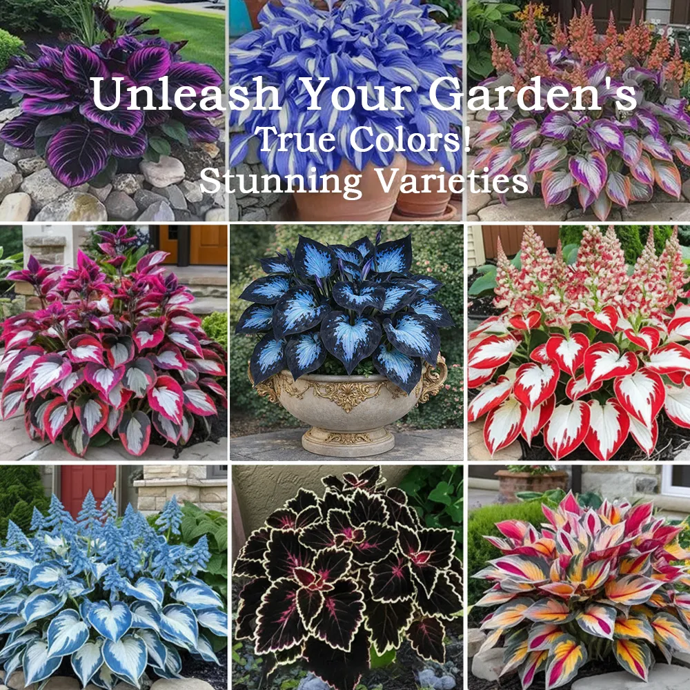 🪻🪴Bunte Hosta-Samen – Winterharte, pflegeleichte Schattenpflanze